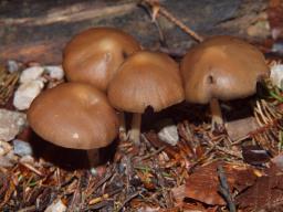 Psathyrella niveobadia