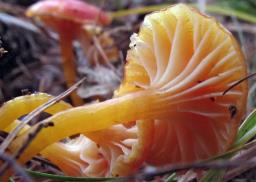 Hygrocybe insipida