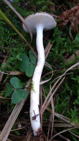 Hygrophorus hypothejus