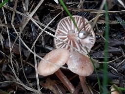 Laccaria laccata