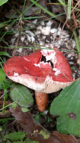 Russula sanguinaria