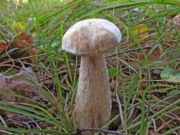 Leccinum holopus