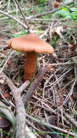 Cortinarius rubellus