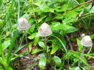 Panaeolus papilionaceus