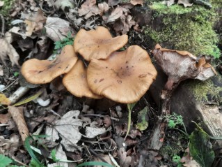 Armillaria mellea