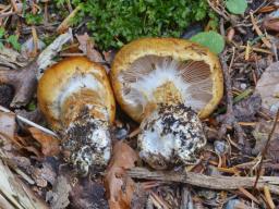 Cortinarius subvalidus