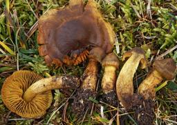 Cortinarius malicorius