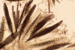 Trichoglossum hirsutum