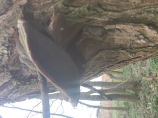Phellinus igniarius
