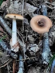 Amanita fulva