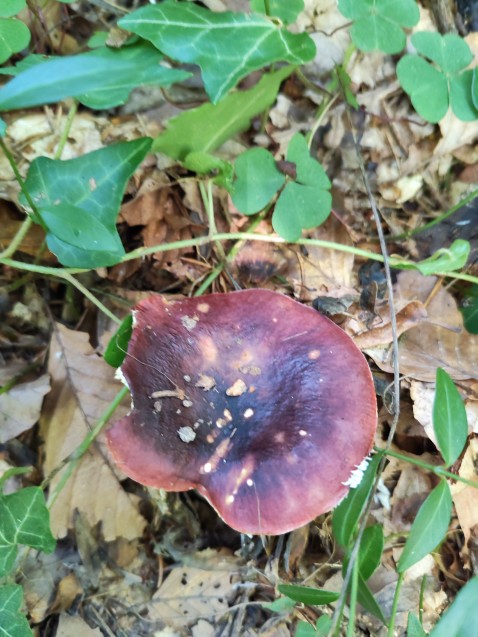 Russula atropurpurea