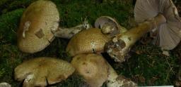 Agaricus sylvaticus