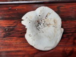 Lactifluus bertillonii