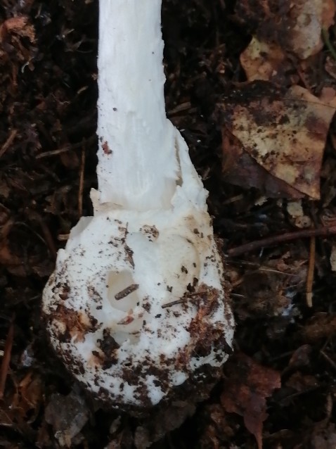 Amanita virosa