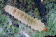 Phyllonorycter platani