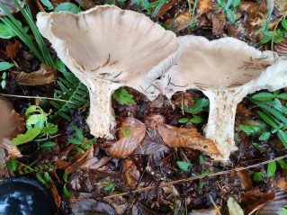 Infundibulicybe geotropa