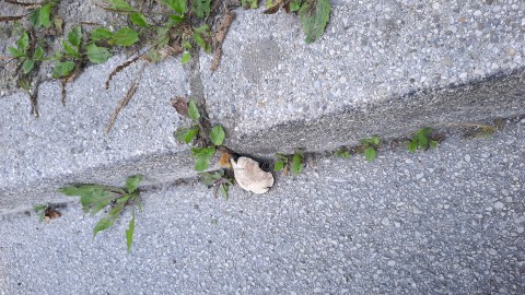 Agaricus bitorquis