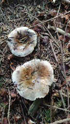 Russula densifolia