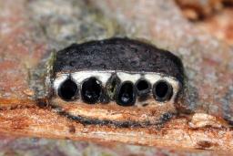 Diatrype disciformis