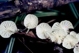 Marasmiellus candidus