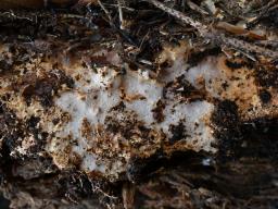 Perenniporia fulviseda