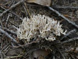 Ramaria gracilis