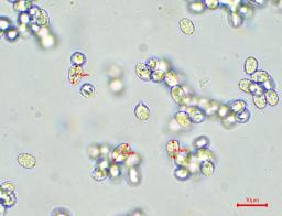 Collybia nuda