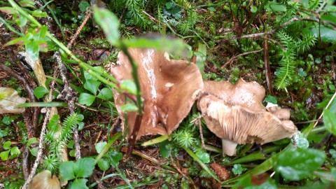 Lactarius picinus