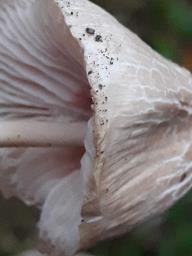 Marasmius wynneae