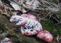 Hydnellum peckii