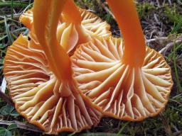 Hygrocybe reidii