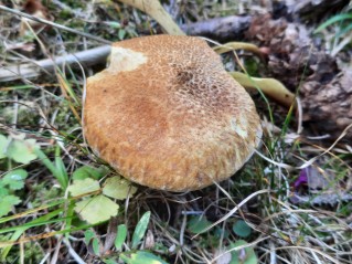 Suillus cavipes