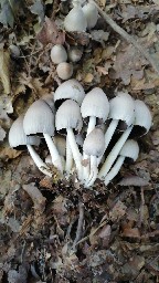 Coprinopsis atramentaria