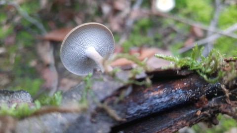 Lentinus brumalis