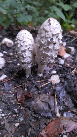 Coprinus comatus