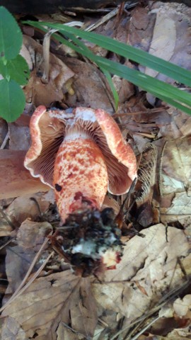 Cortinarius bolaris