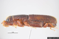 Platypus cylindrus