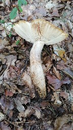 Russula grata