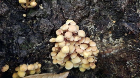 Hypholoma fasciculare var. pusillum