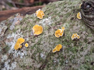 Ditiola peziziformis