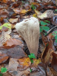 Clavariadelphus pistillaris