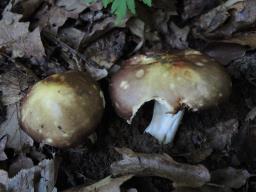 Russula carpini