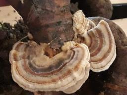 Trametes ochracea