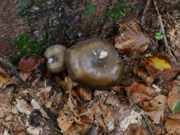 Lyophyllum transforme