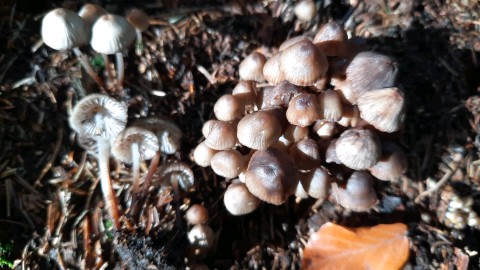 Mycena maculata