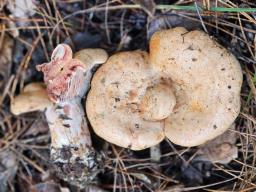 Lactarius sanguifluus