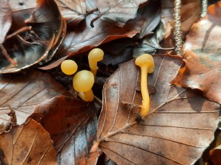 Leotia lubrica