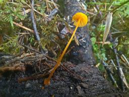 Hemimycena oregonensis