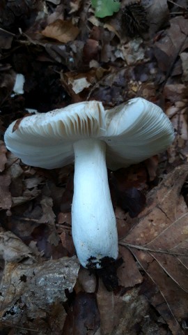 Russula galochroa