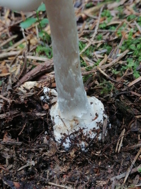 Amanita virosa